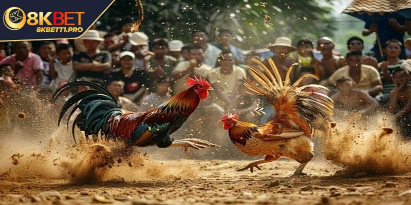 Chọi kê Philippines một trong những hình thức có lịch sử lâu đời nhất