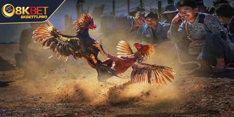 Hình thức đá cựa sắt là cuộc đối đầu của sức bền, chiến thuật
