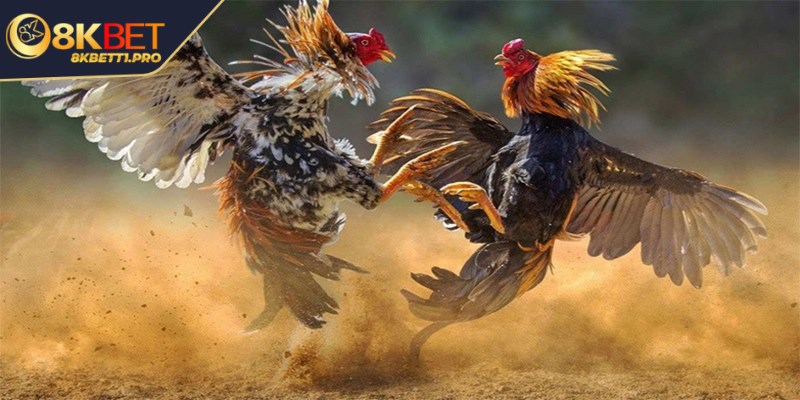 8KBET là nhà cái uy tín mang đến sân chơi đá gà trực tuyến chuyên nghiệp